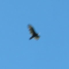 Cathartes aura septentrionalis