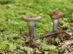 Cortinarius violaceus