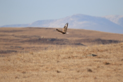 Buteo hemilasius