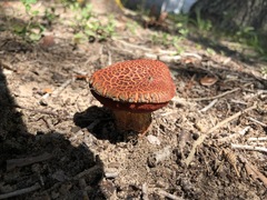 Suillus spraguei