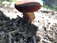 Suillus spraguei