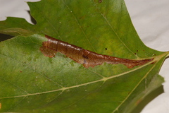 Ancylis platanana