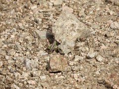 Staurorhectus longicornis