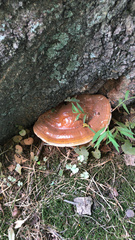 Ganoderma tsugae