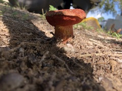 Suillus spraguei