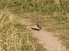 Alectoris chukar