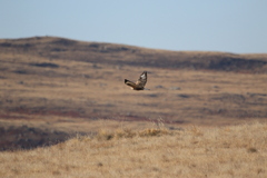 Buteo hemilasius