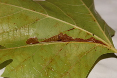 Ancylis platanana