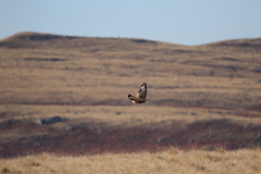 Buteo hemilasius