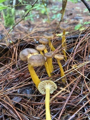 Craterellus tubaeformis