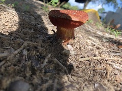 Suillus spraguei