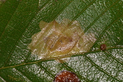Cameraria ulmella