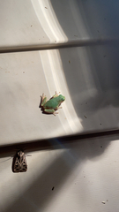 Hyla versicolor