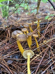 Craterellus tubaeformis