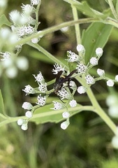 Carmenta pyralidiformis