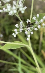 Carmenta pyralidiformis