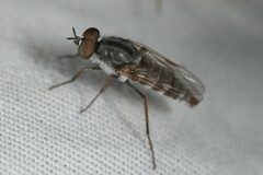 Ozodiceromyia