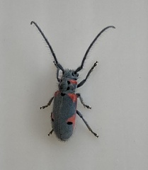 Tetraopes batesi