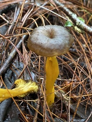 Craterellus tubaeformis