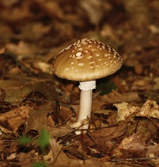 Amanita amerirubescens