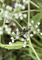 Carmenta pyralidiformis