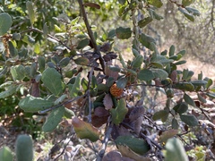 Quercus durata