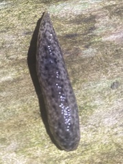 Philomycus carolinianus