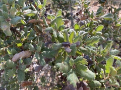 Quercus durata