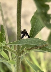 Carmenta pyralidiformis