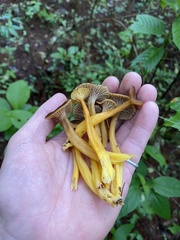 Craterellus tubaeformis