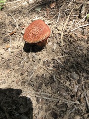 Suillus spraguei