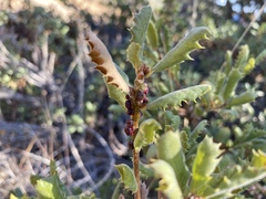 Disholcaspis prehensa