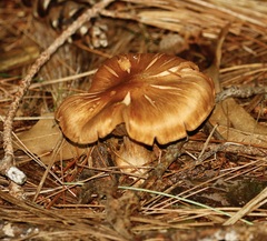 Chroogomphus rutilus