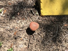 Suillus spraguei
