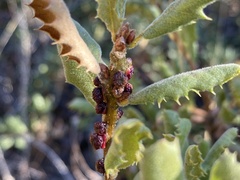 Disholcaspis prehensa