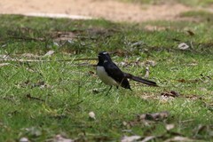 Rhipidura leucophrys