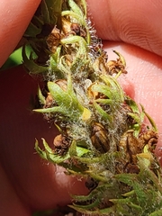 Pedicularis attollens