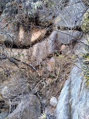Trichocereus strigosus