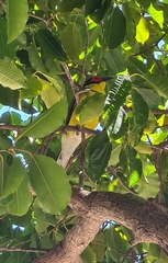 Sphecotheres vieilloti