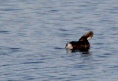 Podilymbus podiceps
