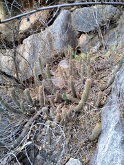 Trichocereus strigosus