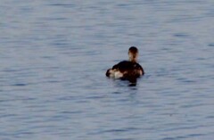 Podilymbus podiceps