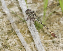 Aphylla angustifolia