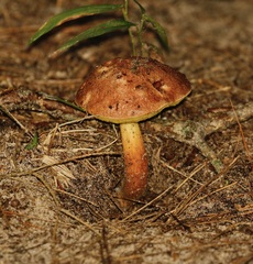 Aureoboletus auriporus