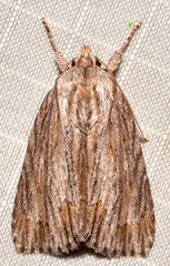 Acronicta lithospila