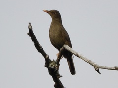Turdus chiguanco