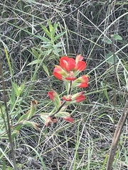 Castilleja indivisa