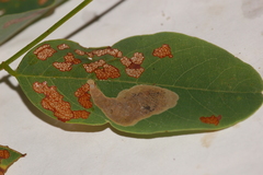 Chrysaster ostensackenella