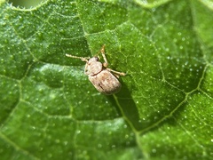 Demotina modesta