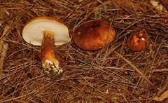 Boletus fibrillosus